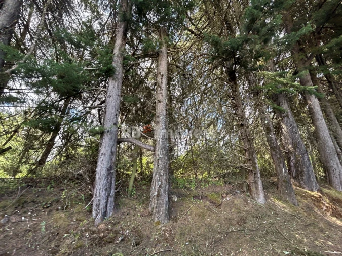 Terreno para Venda em Ferreira do Zezere Foto 7