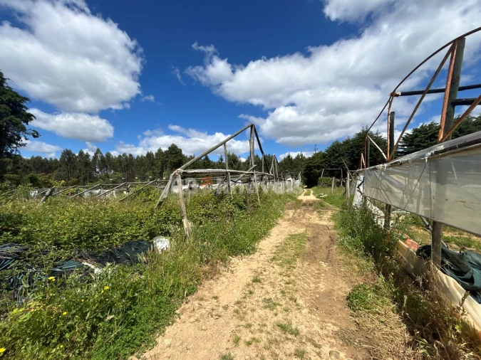 Terreno para Venda em Ferreira do Zezere Foto 13