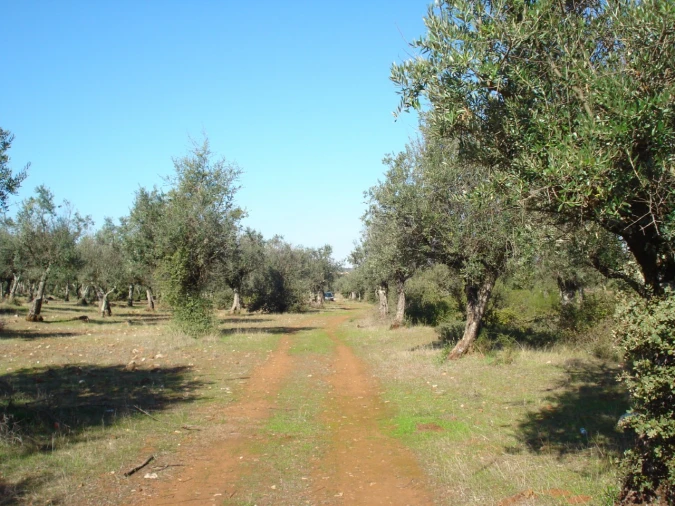 Terreno para Venda em Borba (Matriz) Foto 5