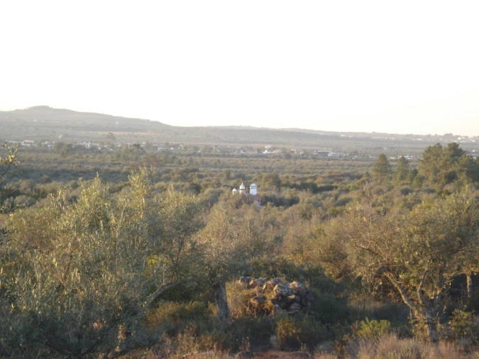 Terreno para Venda em Borba (Matriz) Foto 8