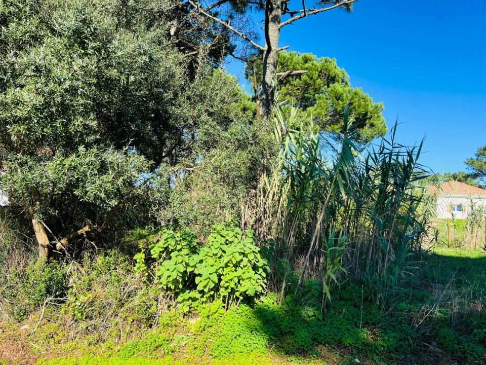 Terreno para Venda em São João das Lampas e Terrugem Foto 6