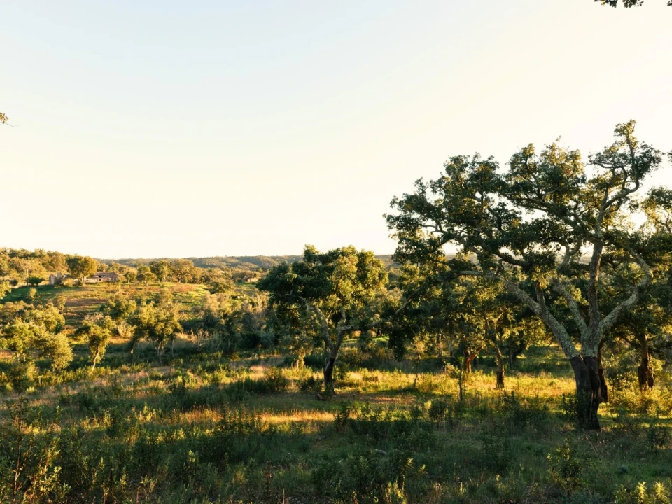 Terreno para Venda em São Francisco da Serra Foto 2