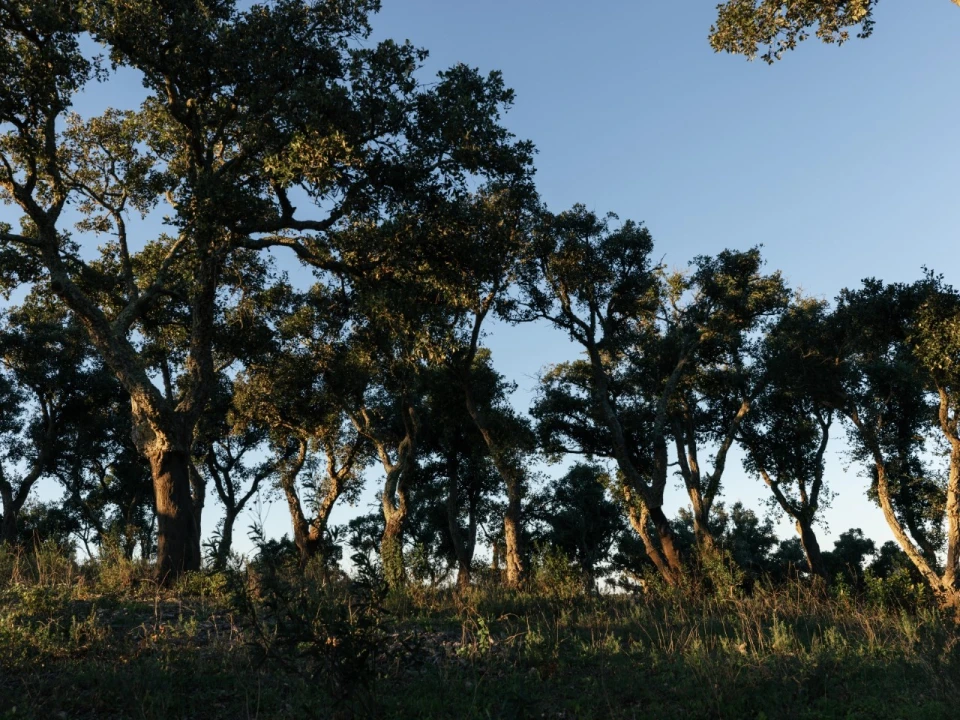 Terreno para Venda em São Francisco da Serra Foto 6
