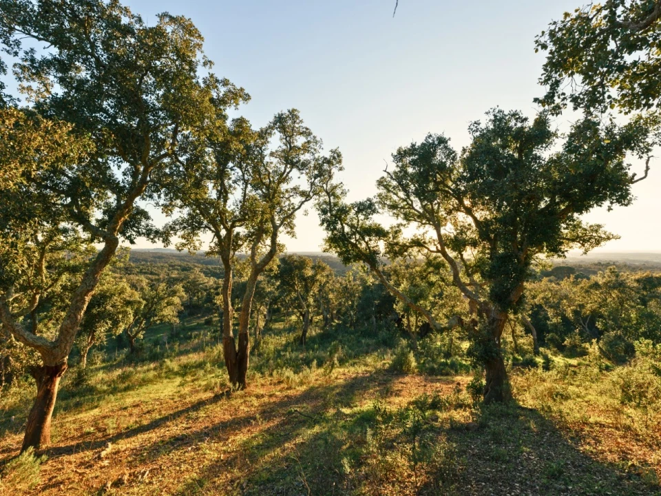 Terreno para Venda em São Francisco da Serra Foto 7