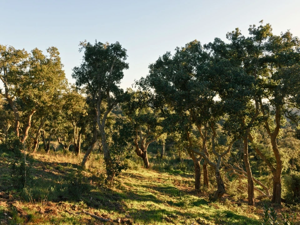 Terreno para Venda em São Francisco da Serra Foto 1
