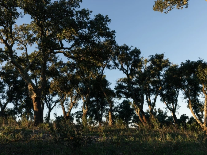 Terreno para Venda em São Francisco da Serra Foto 6