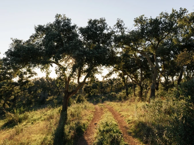Terreno para Venda em São Francisco da Serra Foto 11