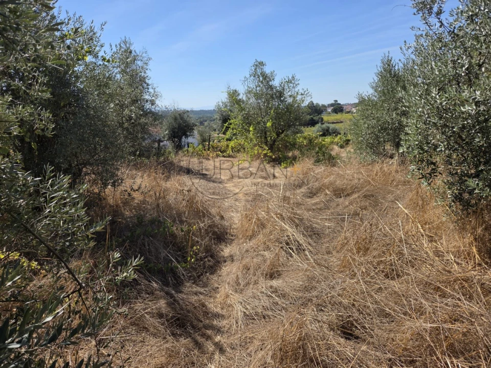 Terreno para Venda em Carvalhal Redondo e Aguieira Foto 2