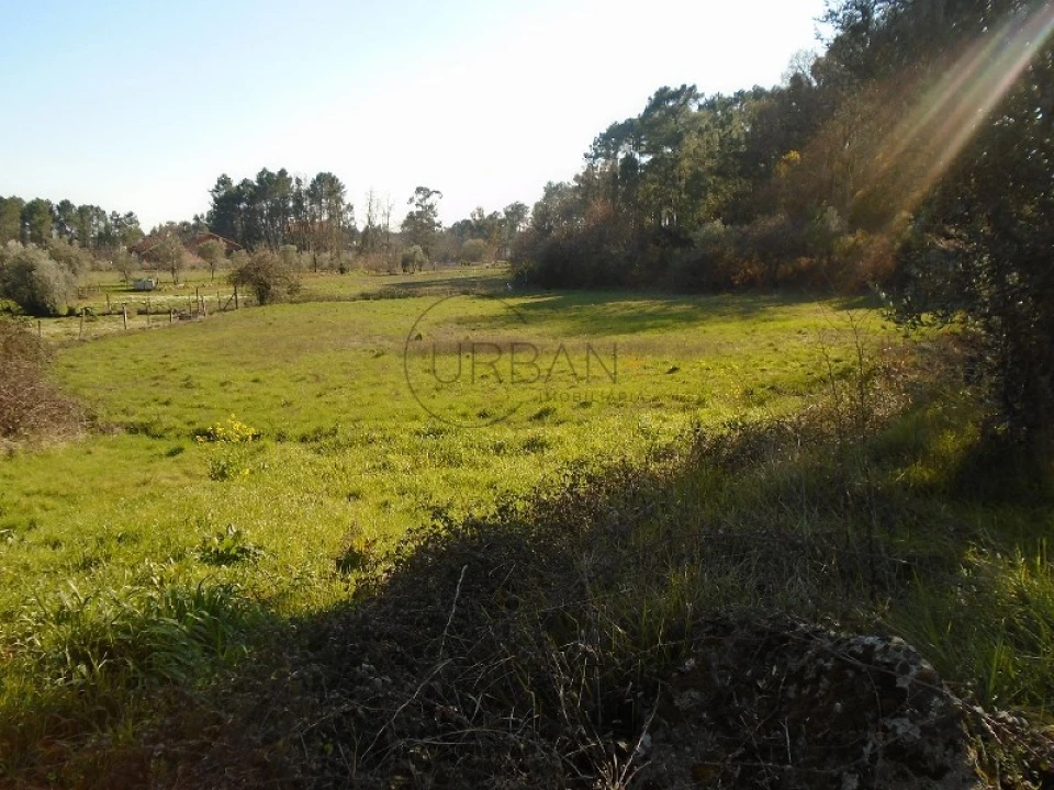 Terreno para Venda em Cavernães Foto 1