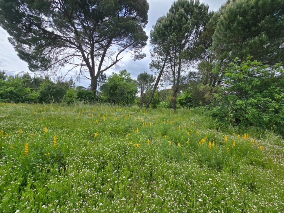 Terreno para Venda em Faíl e Vila Chã de Sá Foto 1