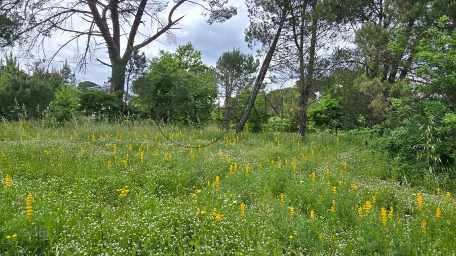 Terreno para Venda em Faíl e Vila Chã de Sá