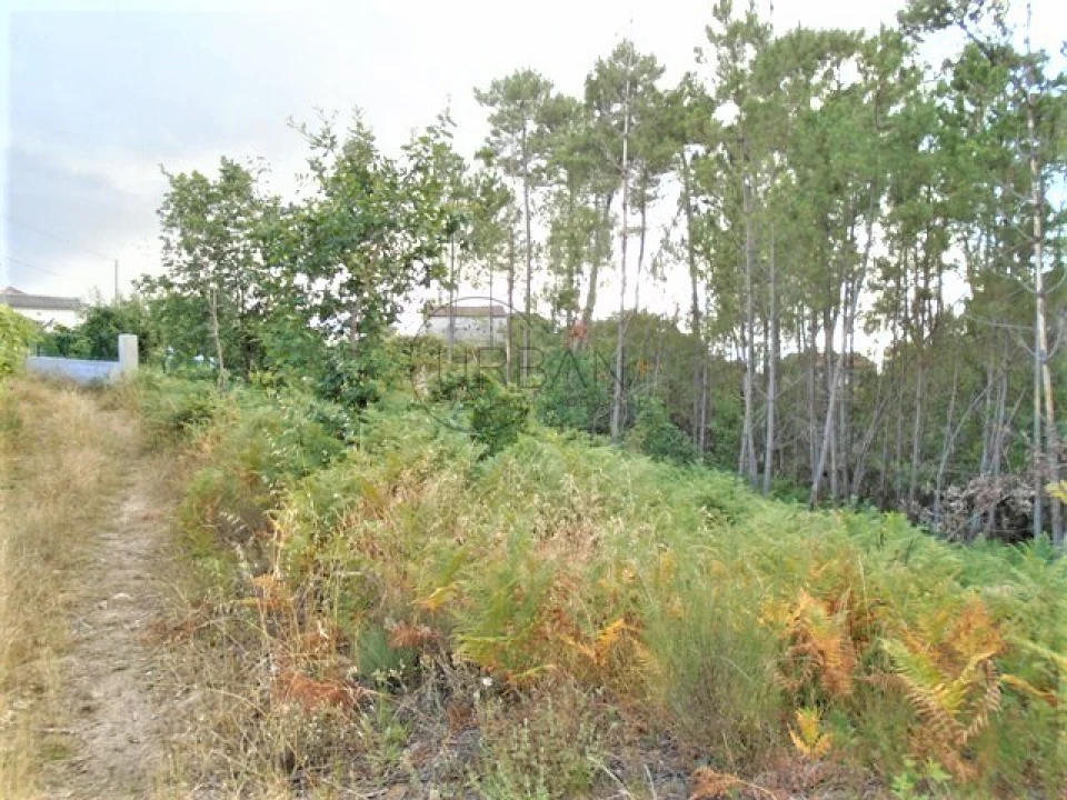 Terreno para Venda em Lordosa Foto 2