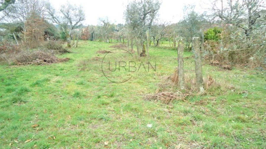 Terreno para Venda em Bodiosa