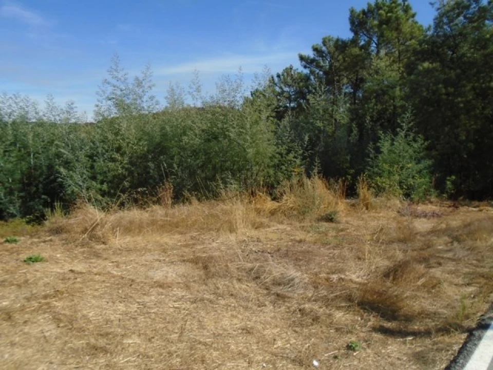Terreno para Venda em Bodiosa Foto 2