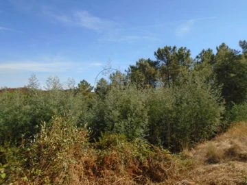 Terreno para Venda em Bodiosa