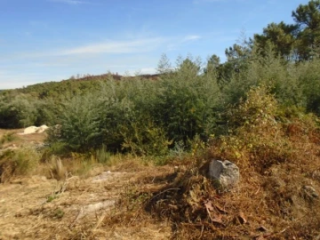 Terreno para Venda em Bodiosa