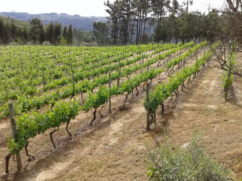 Terreno para Venda em São João de Lourosa Foto 3