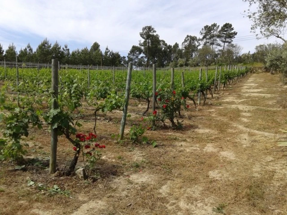 Terreno para Venda em São João de Lourosa Foto 1