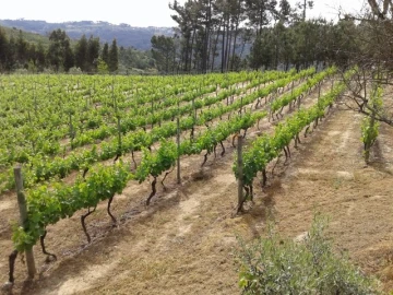 Terreno para Venda em São João de Lourosa