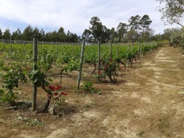 Terreno para Venda em São João de Lourosa