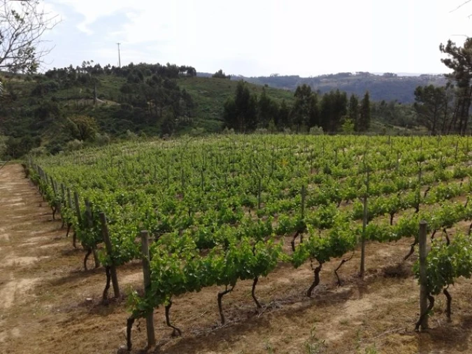 Terreno para Venda em São João de Lourosa Foto 2