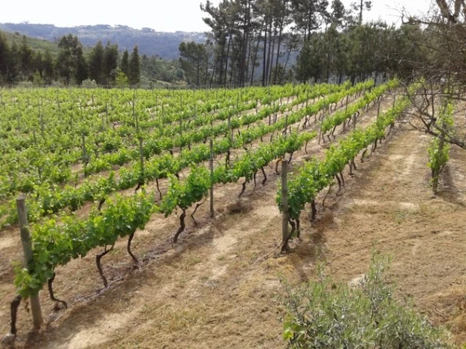 Terreno para Venda em São João de Lourosa Foto 3