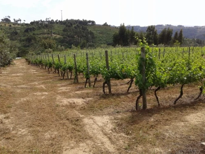 Terreno para Venda em São João de Lourosa Foto 4