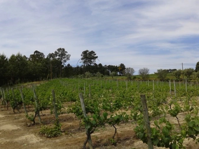 Terreno para Venda em São João de Lourosa Foto 5