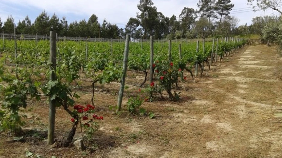 Terreno para Venda em São João de Lourosa