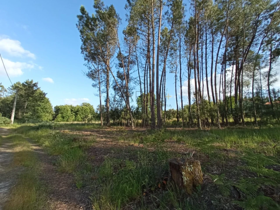 Terreno para Venda em Bodiosa Foto 1