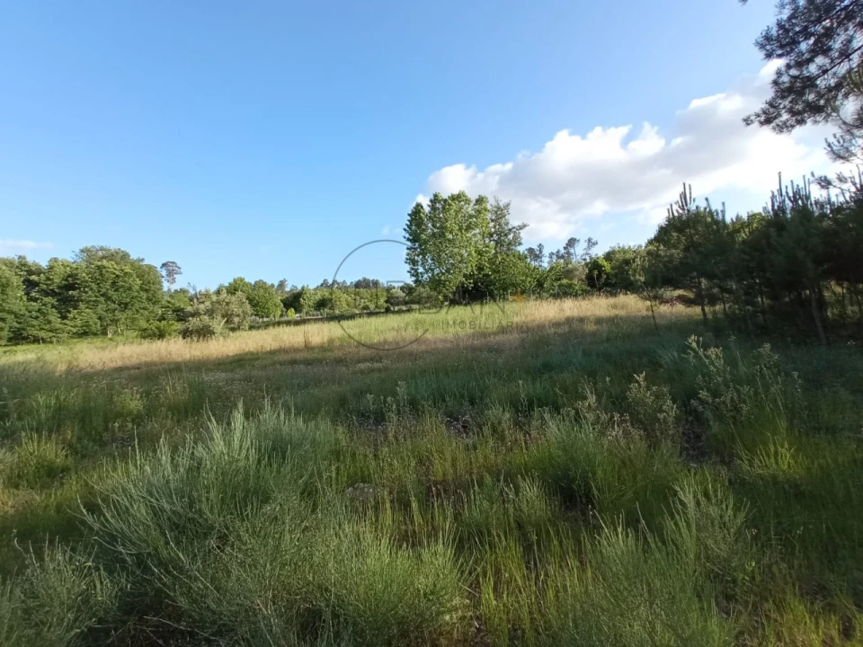Terreno para Venda em Bodiosa Foto 6