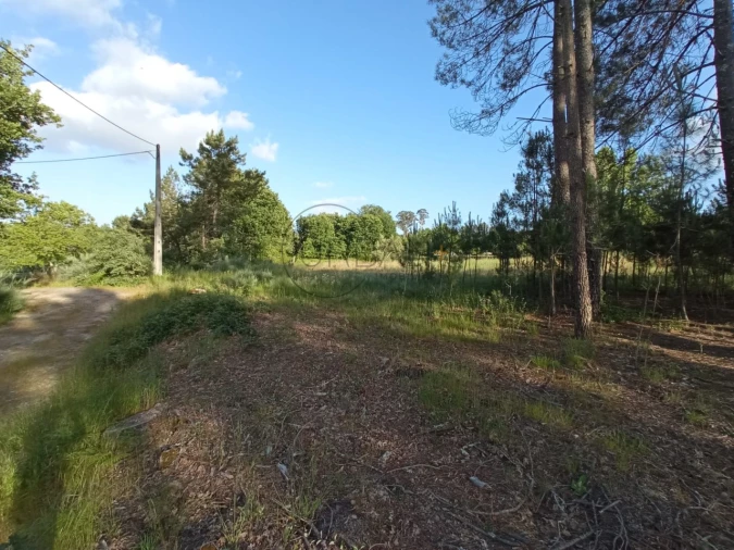 Terreno para Venda em Bodiosa Foto 2
