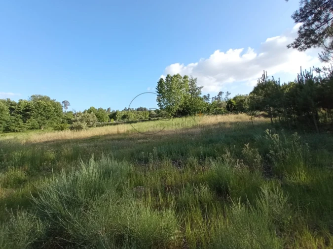 Terreno para Venda em Bodiosa Foto 6