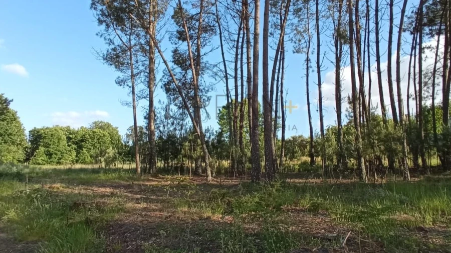 Terreno para Venda em Bodiosa