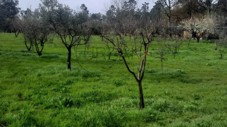 Terreno para Venda em Cavernães