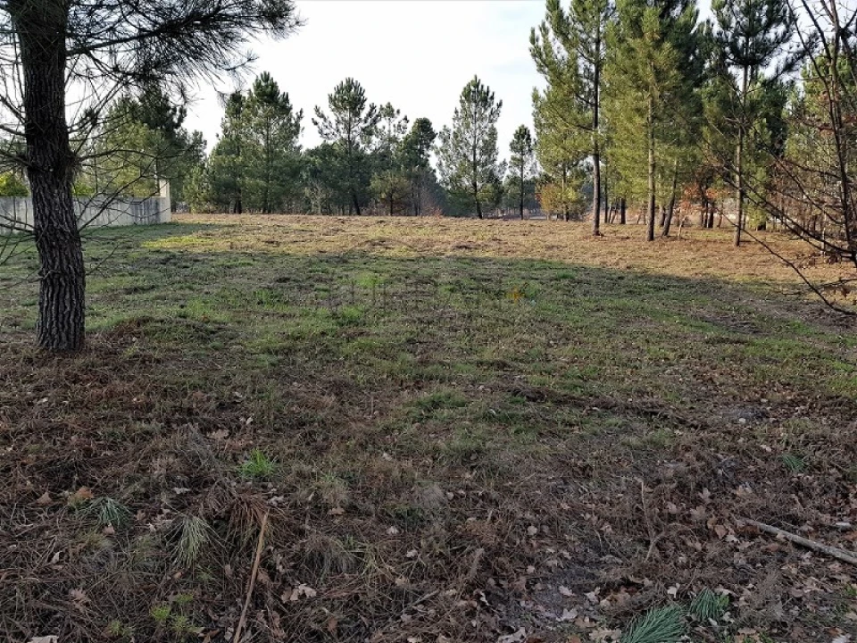 Terreno para Venda em Rio de Loba Foto 5