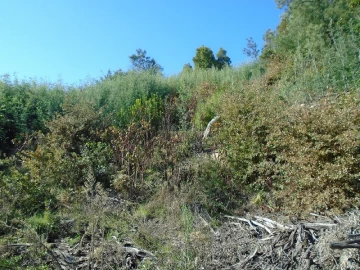 Terreno para Venda em Santos Evos