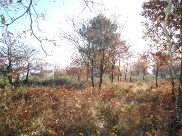 Terreno para Venda em Fragosela