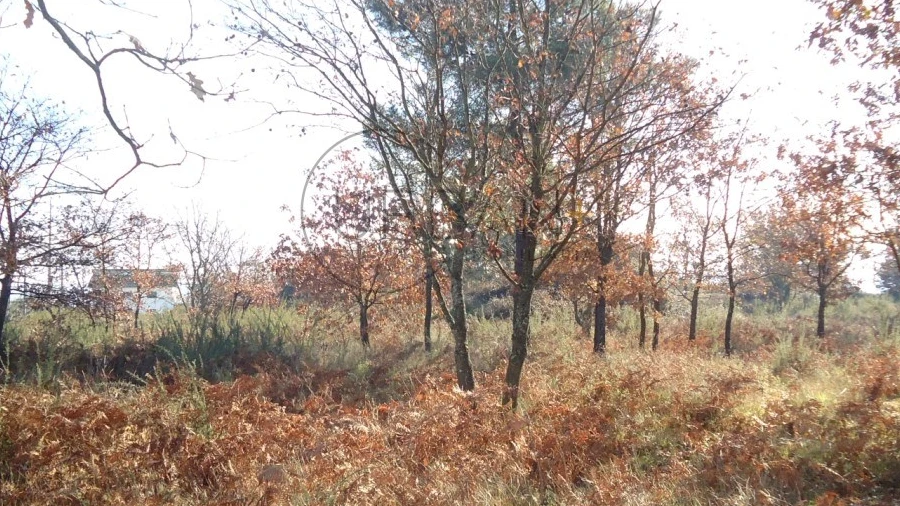 Terreno para Venda em Fragosela