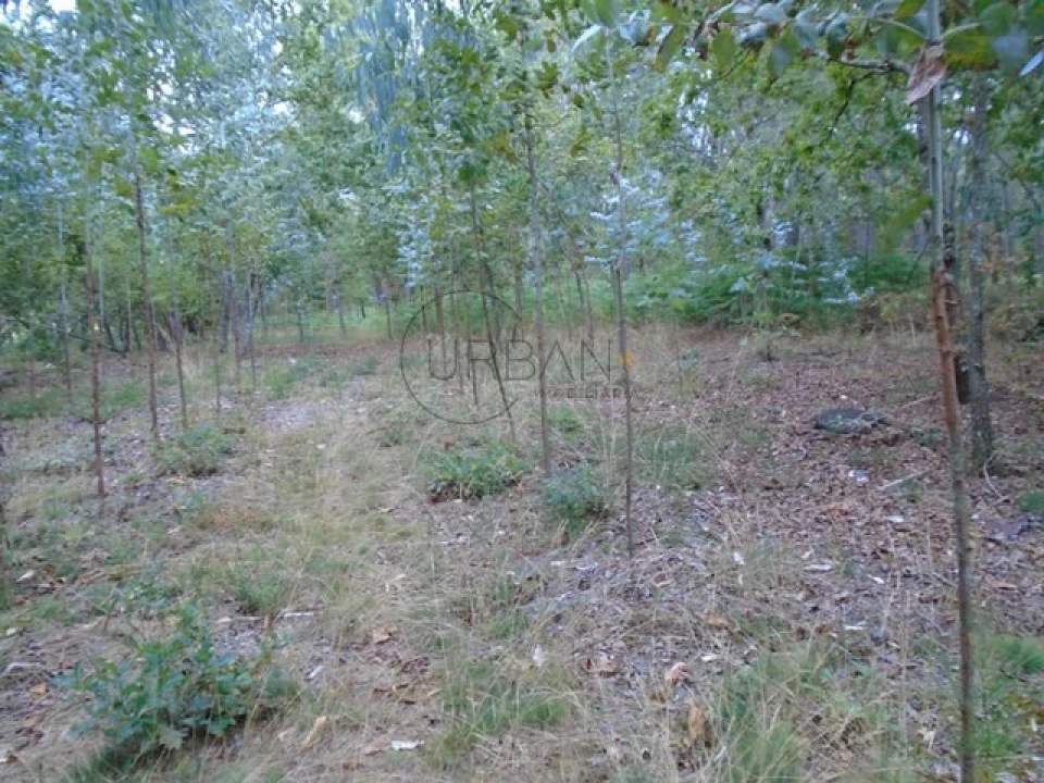 Terreno para Venda em Boa Aldeia, Farminhão e Torredeita Foto 1