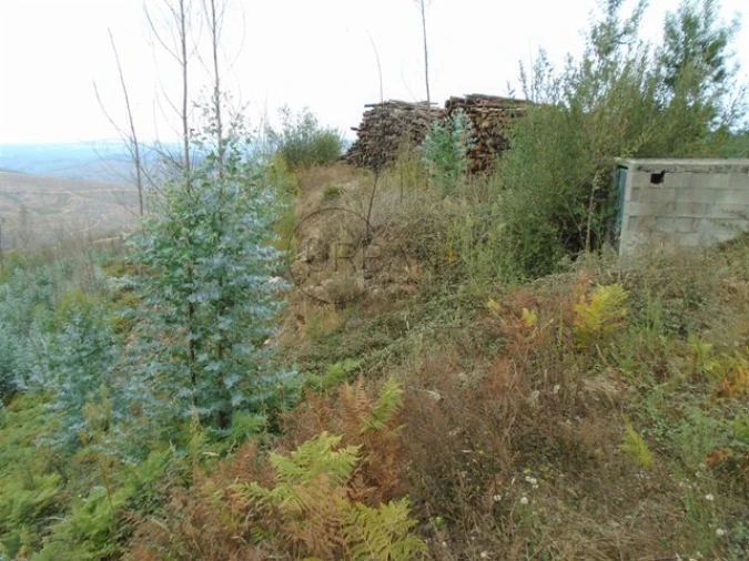 Terreno para Venda em Talhadas Foto 6