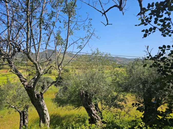 Terreno para Venda em Salir Foto 10