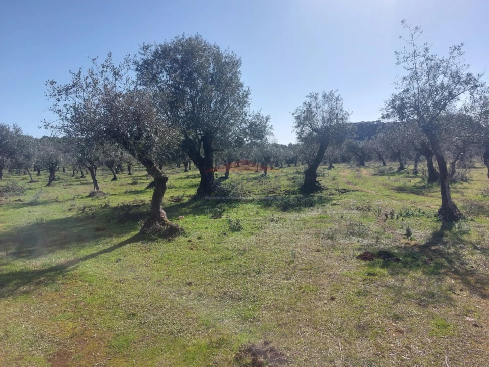 Terreno Agricola ou Rústico para Venda em Nossa Senhora da Conceição e São Bartolomeu Foto 4
