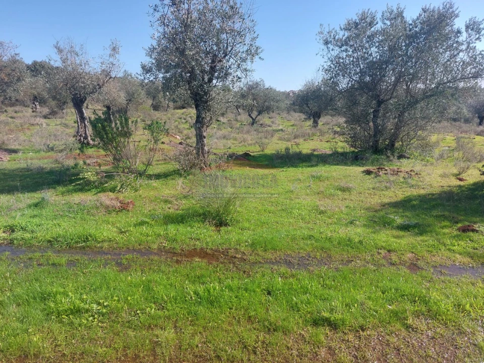 Terreno Agricola ou Rústico para Venda em Nossa Senhora da Conceição e São Bartolomeu Foto 5