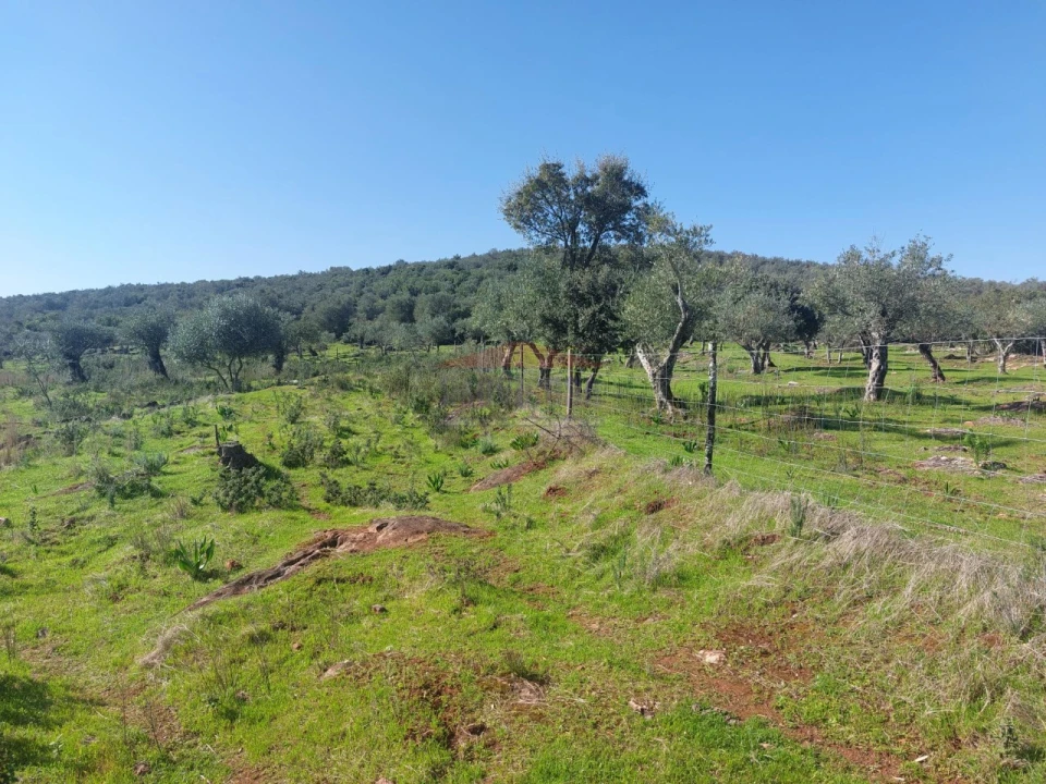 Terreno Agricola ou Rústico para Venda em Nossa Senhora da Conceição e São Bartolomeu Foto 7
