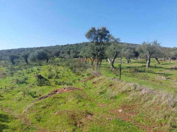Terreno Agricola ou Rústico para Venda em Nossa Senhora da Conceição e São Bartolomeu Foto 7