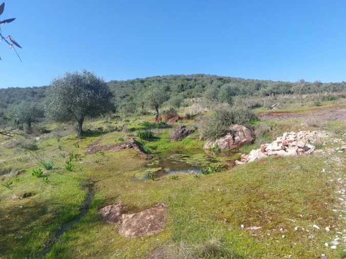 Terreno Agricola ou Rústico para Venda em Nossa Senhora da Conceição e São Bartolomeu Foto 10