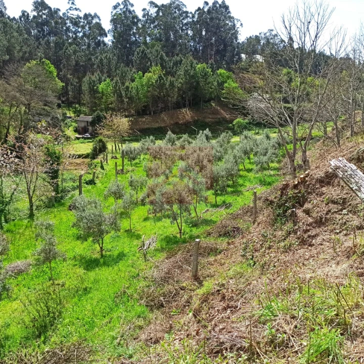 Terreno para Venda em Sobrado e Bairros Foto 1