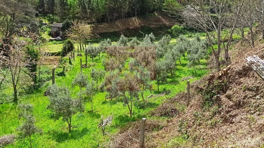 Terreno para Venda em Sobrado e Bairros