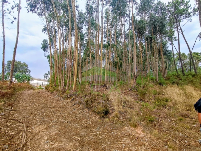 Terreno para Venda em Caranguejeira Foto 4